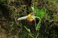 Alysicarpus pubescens